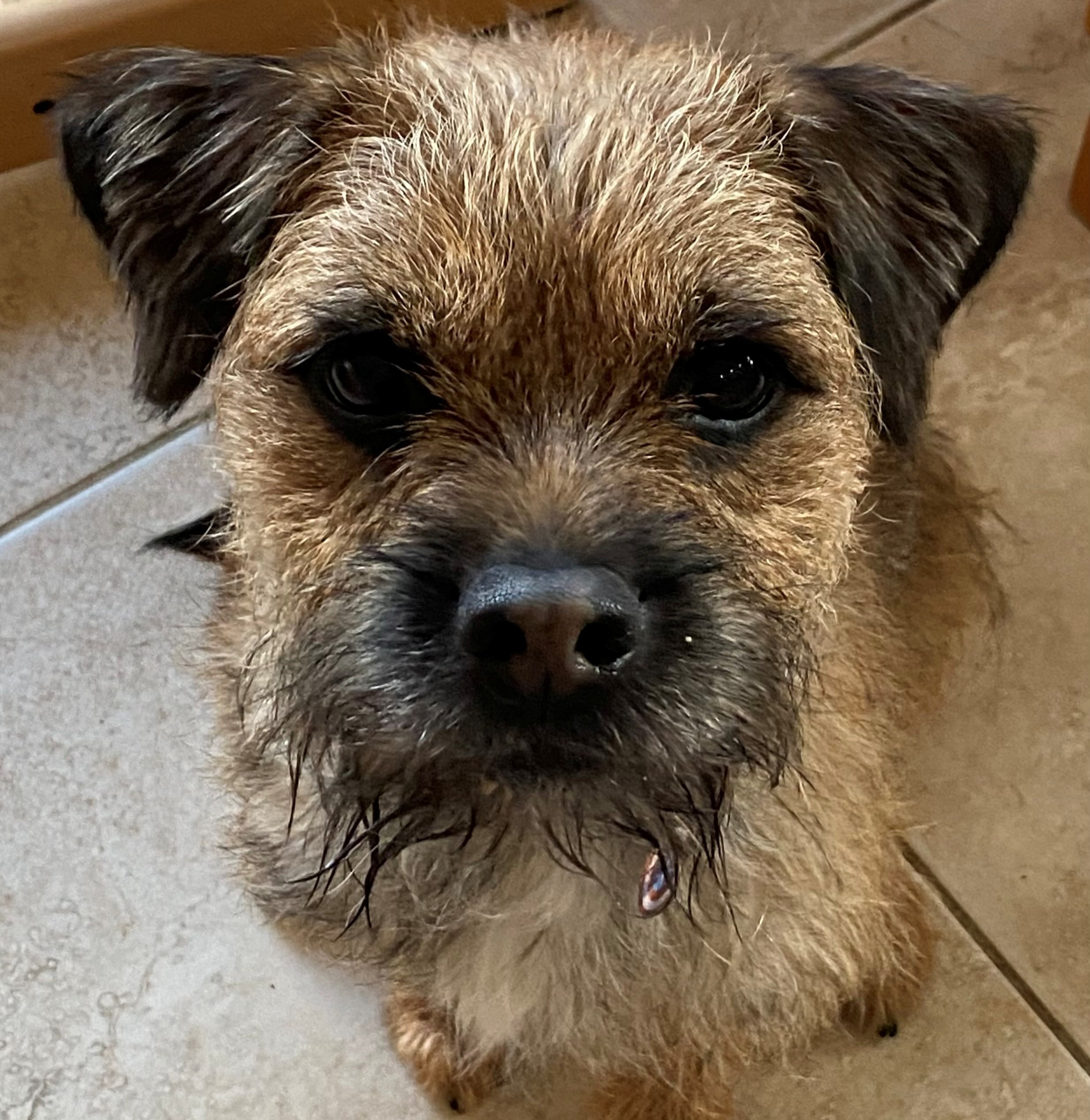 Do you have a pet with behaviour challenges who needs help?