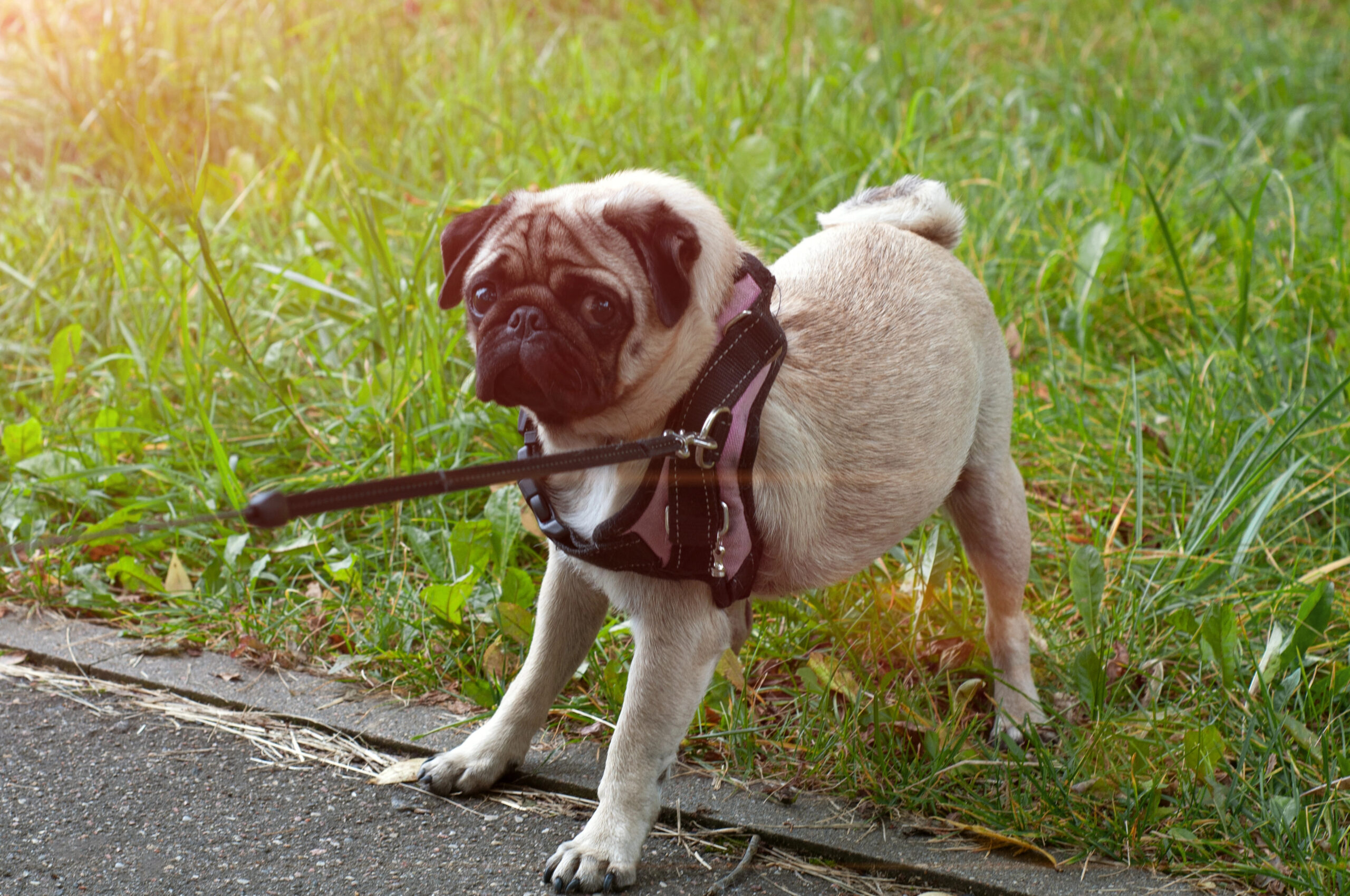 Reluctant dog whose walk refusal may be caused by hidden pain, fear or anxiety