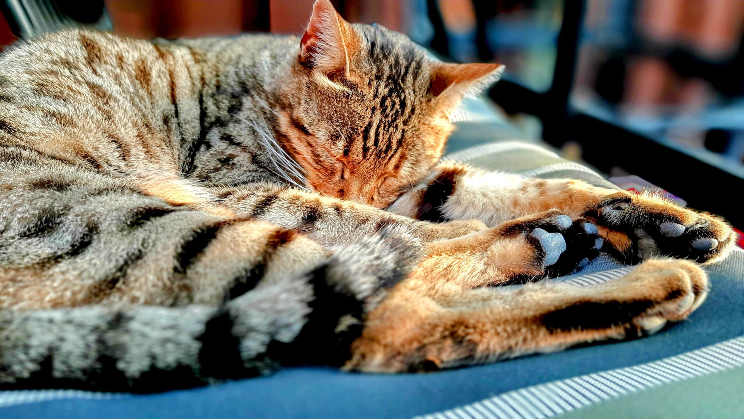 Cat sleeping soundly and relaxed and safe at home